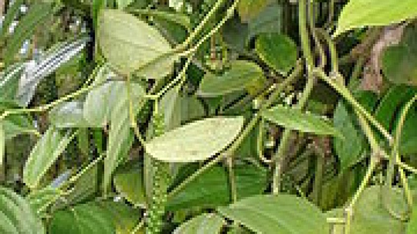 El pebre és el fruit d’una planta tropical originaria de la India i Java. Es recol•lecta cada tres o cinc anys. El verd, és el fruit recollit sense processar, el negre és el mateix fruit assecat al Sol una setmana, i el blanc és el fruit madur sense pell 