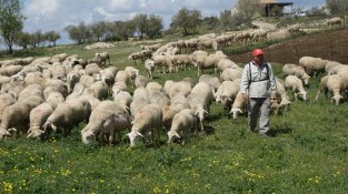 Amb el ramat a la serra.