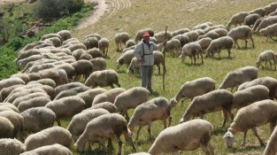 Els aires de la serra senten bé.