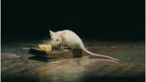 Portada del llibre "La pesta" d'Albert Camus