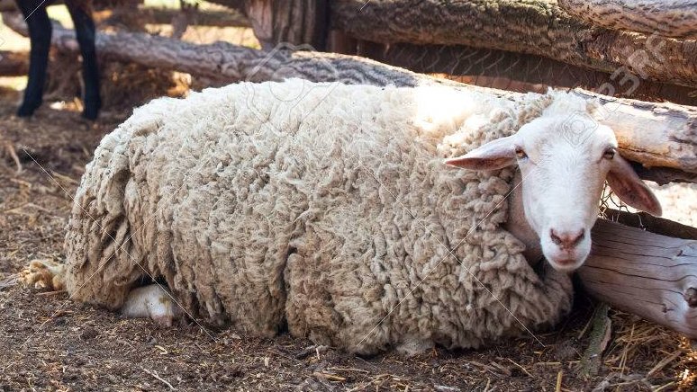 Cada ovella al seu corral